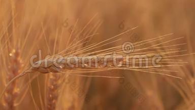 日落的时候，田野上有金色的麦穗。 合上成熟的麦穗.. 美丽的背景成熟的金色耳朵